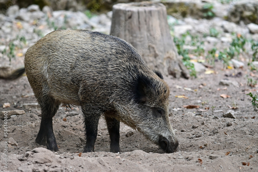 Graues Wildschwein (Sus scrofa) sucht nach Futter mit der Schnauze im Wildpark in Schweinfurt, Deutschland Graues Wildschwein (Sus scrofa) sucht nach Futter mit der Schnauze im Wildpark in Schweinfurt, Deutschland