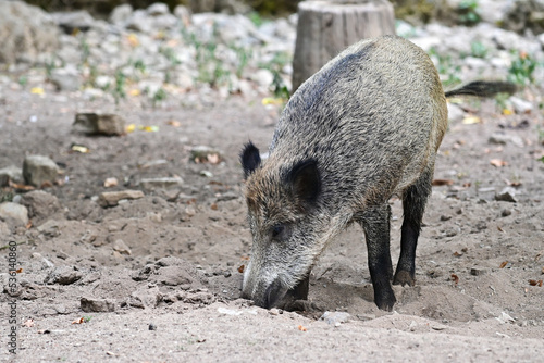 Graues Wildschwein (Sus scrofa) sucht nach Futter mit der Schnauze im Wildpark in Schweinfurt