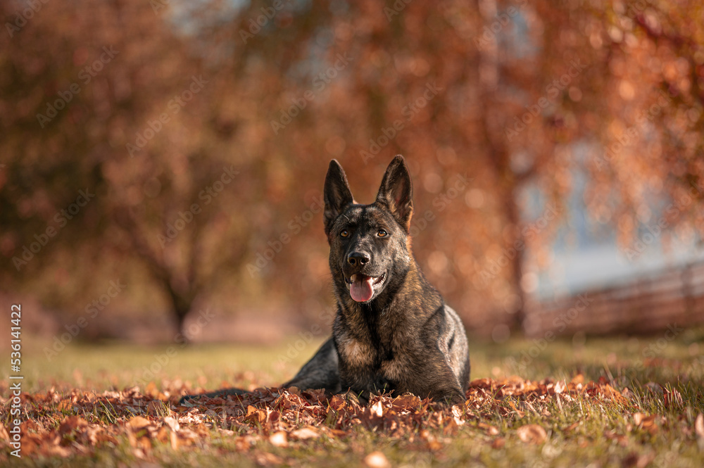 Big gray and brown german shepherd dog laying down autumn Big gray and brown german shepherd dog laying down autumn