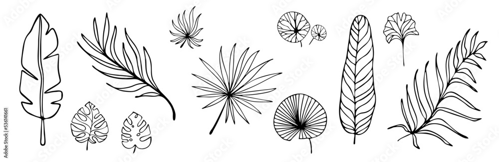 Set of botanical linear sketches of various leaves of tropical,exotic plants.Vector graphics.
