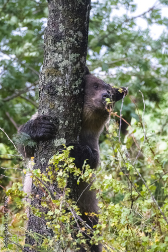 a grizzly bear scratching against a tree, in Alaska

