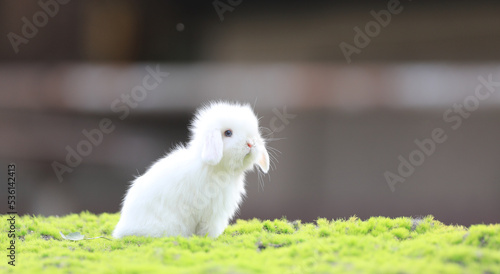 cute white rabbit on the grass