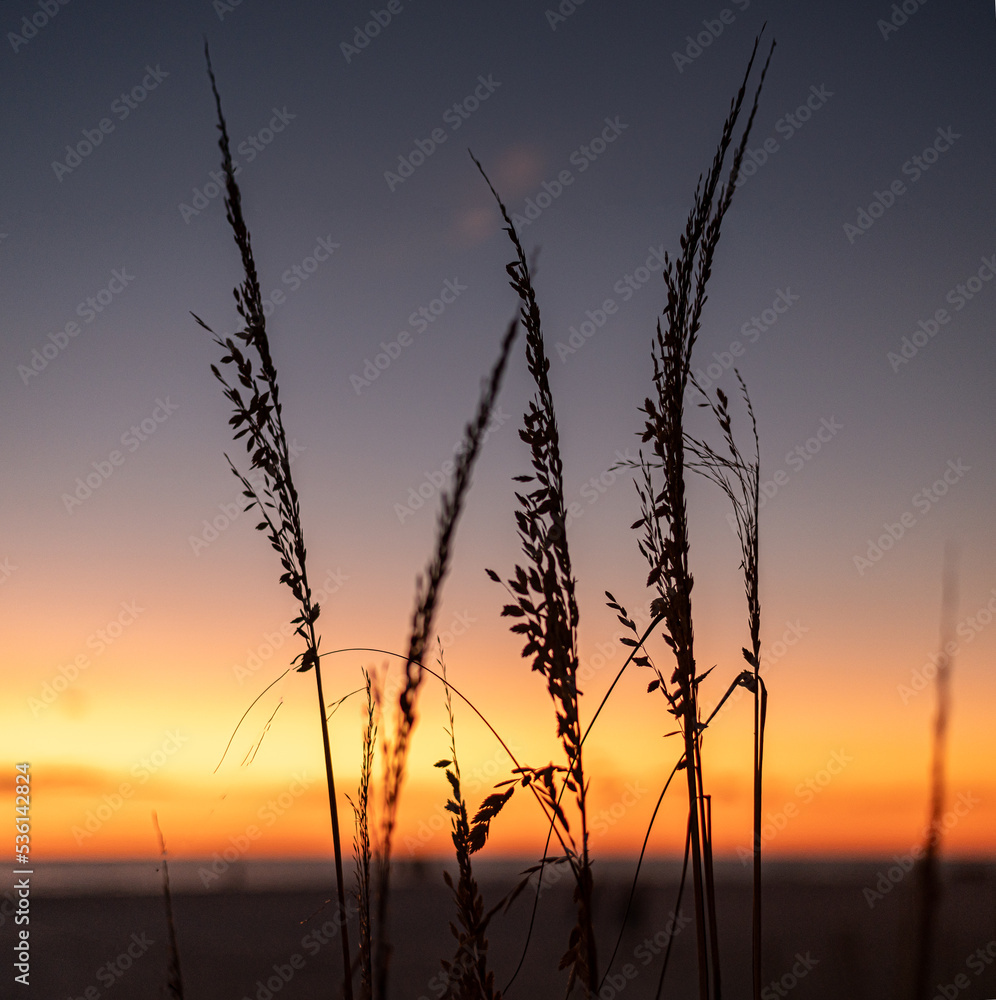 Obraz premium sunset in the field