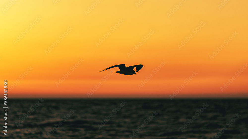 Seagull Flying at Sunset