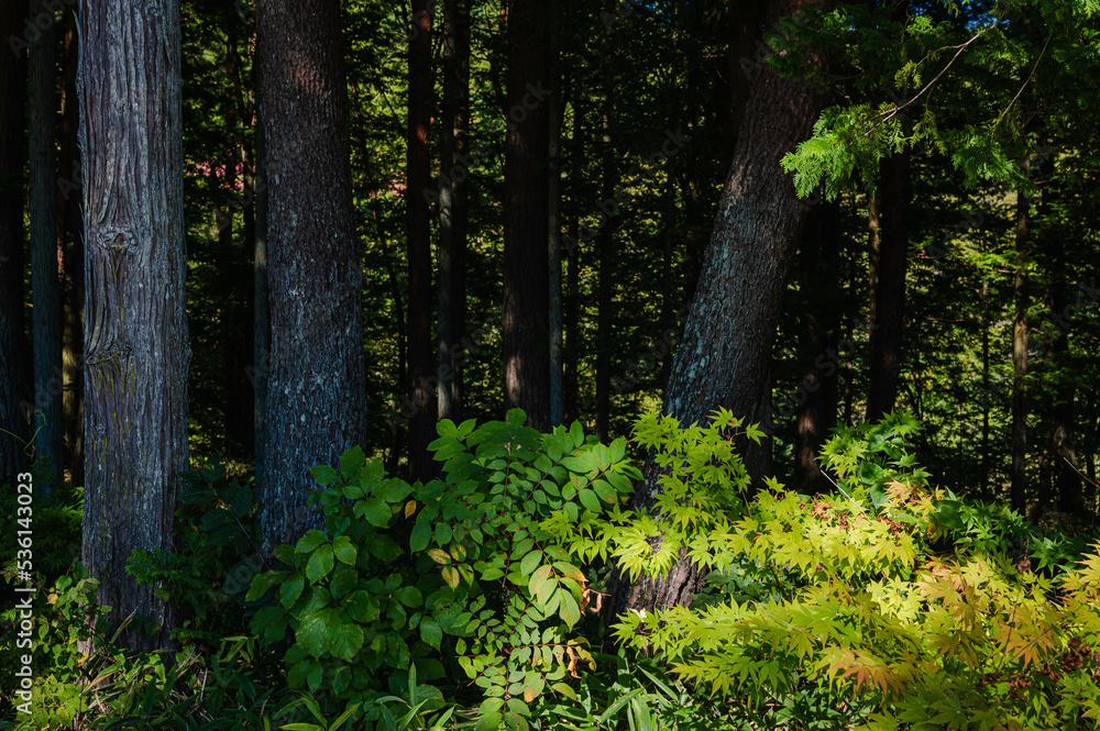 Obraz premium 秋のナナカマドとモミジ