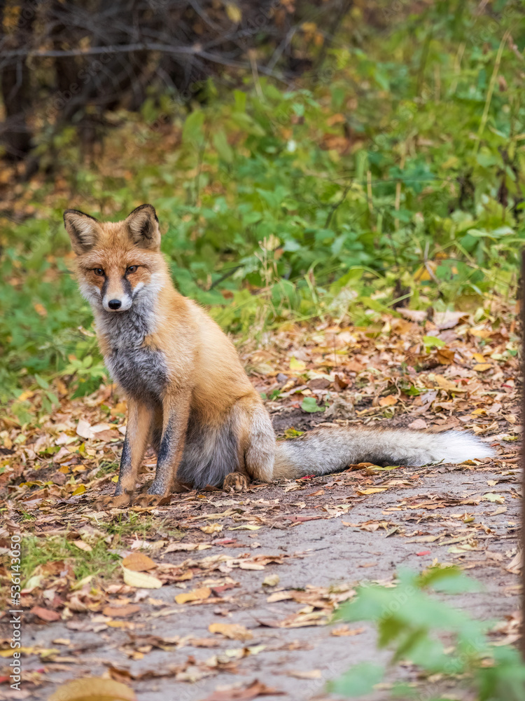 Close up of a red fox Vulpes vulpes, sitting on a path in the forest. Close up of a red fox Vulpes vulpes, sitting on a path in the forest.