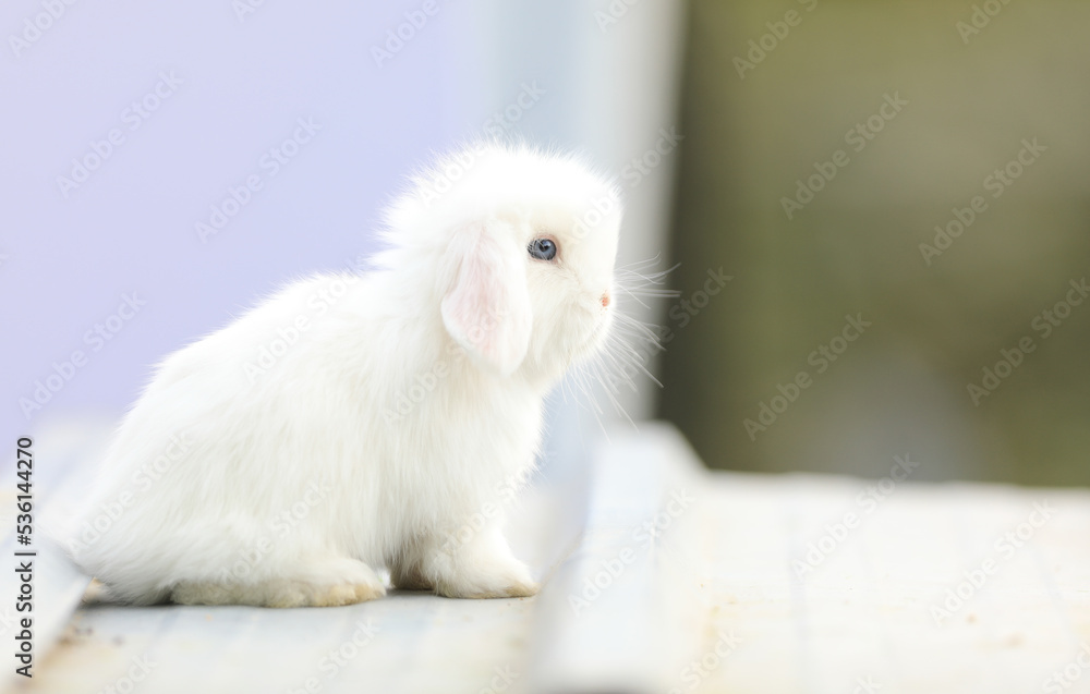little funny white rabbit outdoors