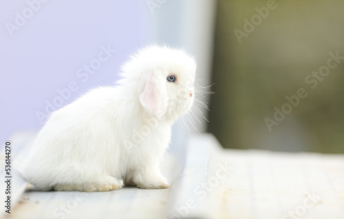 little funny white rabbit outdoors