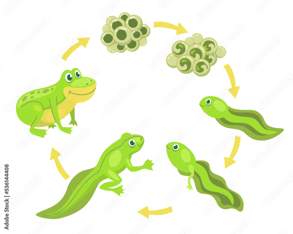 Obraz premium Funny frog cartoon character life cycle vector illustrations set. Transformation from eggs and tadpoles into cute toad, evolution isolated on white background. Animals, nature, education concept