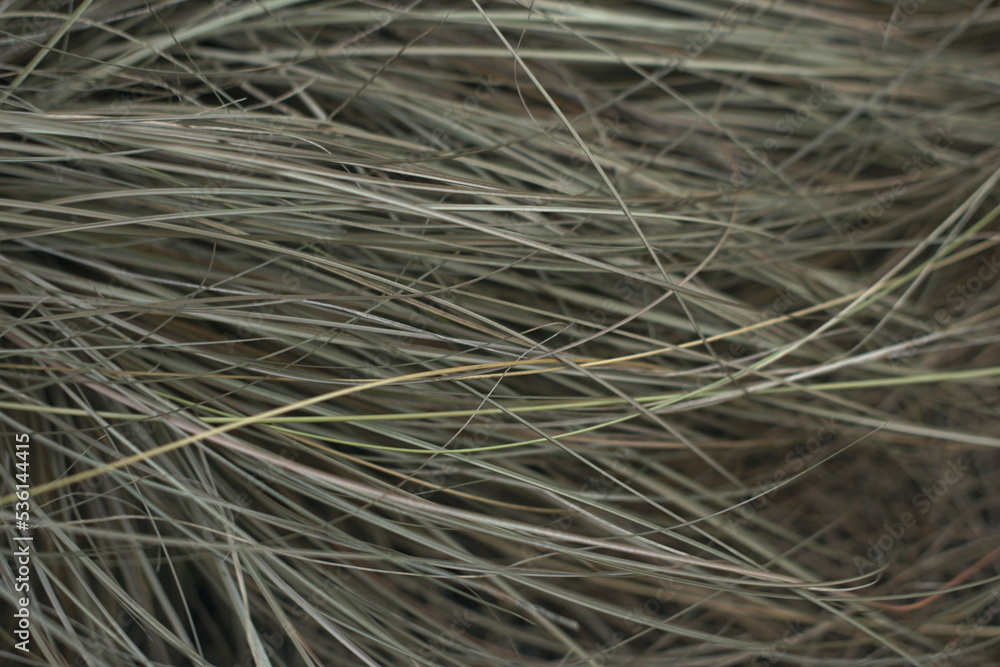 dry grass in autumn on the meadow background dry grass in autumn on the meadow background