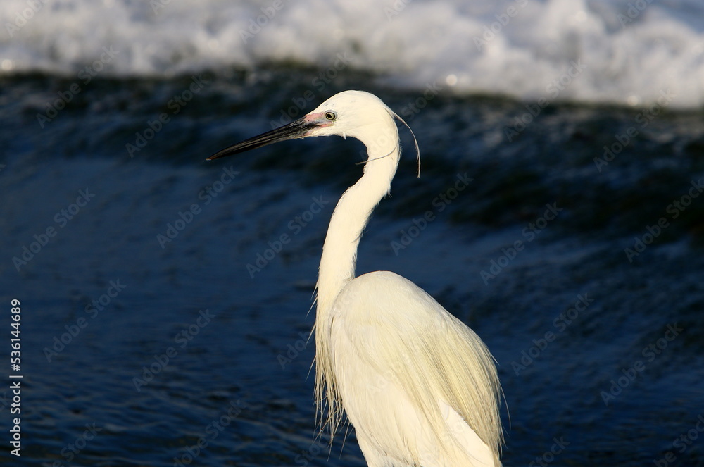 Obraz premium White heron on the shores of the Mediterranean Sea catches small fish.