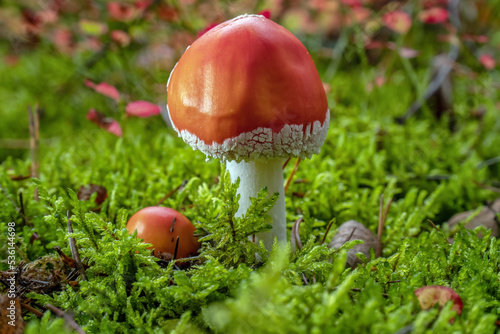 Red fly agaric in the moss in the autumn forest.