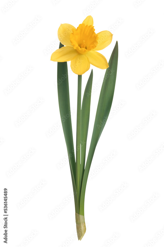 Obraz premium Yellow daffodils flower isolated on a transparent background in close-up