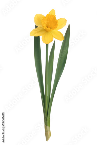 Yellow daffodils flower isolated on a transparent background in close-up