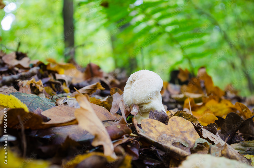 Autumn mushrooms growing in the forest Autumn mushrooms growing in the forest