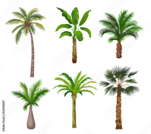 Palm trees cartoon illustration set. Jungle palm trees with green leaves and coconuts isolated on white background. Flat vector collection for vacation  beach  tropics concept