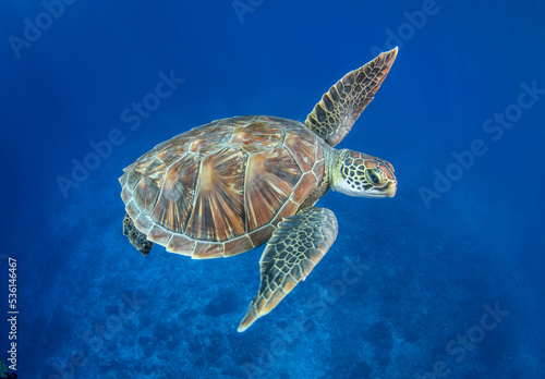 Green sea turtle