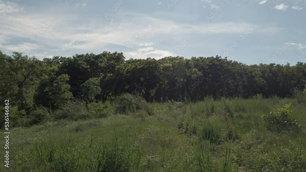 grass trees grapes leaf ladnscape sunny day nature grass trees grapes leaf ladnscape sunny day nature