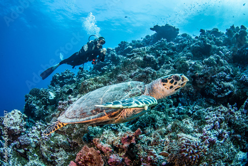 Hawksbill sea turtle with diver © Tropicalens