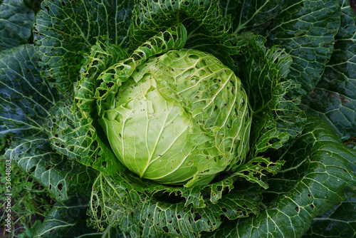 Large white cabbage, damaged or eaten by pests.Improper care of agriculture. Methods of combating parasites, worms in gardening.View from above.