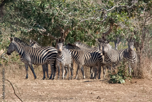 Zebras in the wild  Zambia