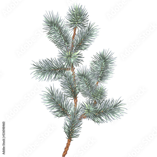 Festive branch of spruce, fir, pine, evergreen tree, as an element of decor for the New Year and Christmas on a white background