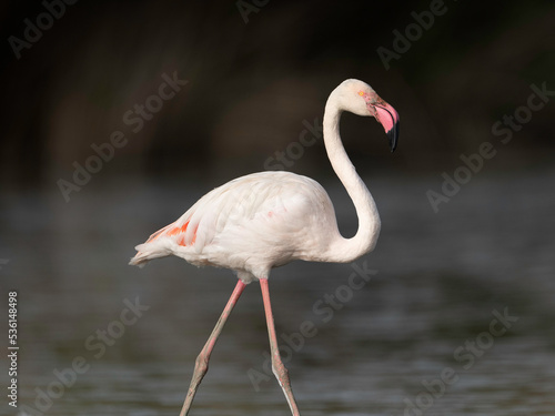 Flamingo at Estuário do Tejo, Portugal