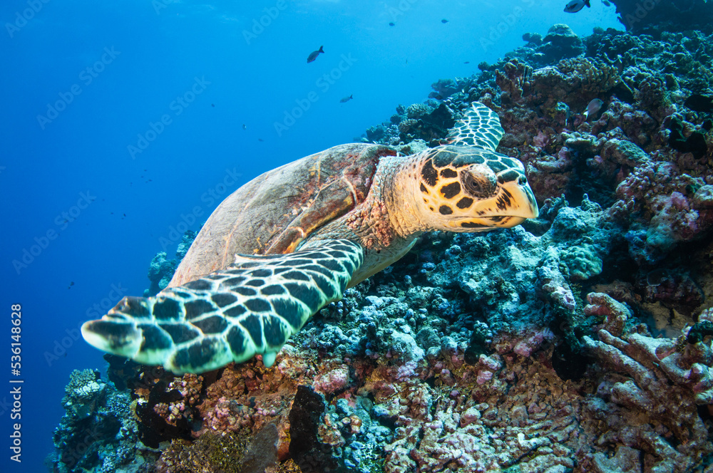 Fototapeta premium Hawksbill sea turtle on the reef
