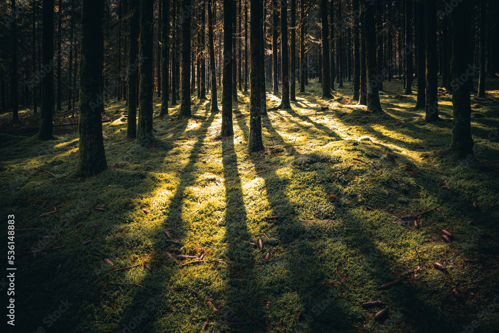 Fototapeta premium Wald mit Bäumen, Nebel und Sonnenstrahlen am Morgen im Herbst