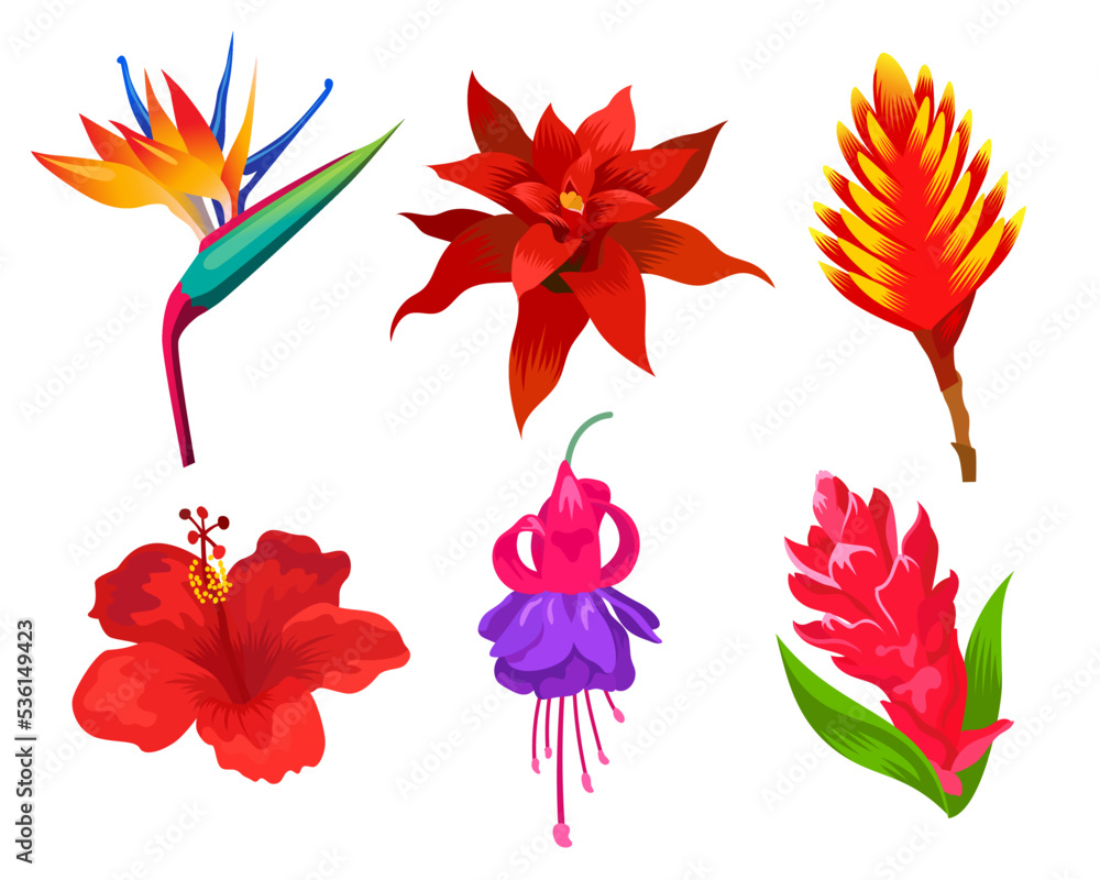 Exotic flowers vector illustrations set. Drawing collection of wild Hawaiian, Polynesian or Caribbean plants isolated on white background. Nature, summer, traveling, garden concept for floral design Exotic flowers vector illustrations set. Drawing collection of wild Hawaiian, Polynesian or Caribbean plants isolated on white background. Nature, summer, traveling, garden concept for floral design
