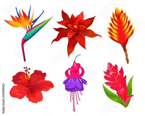 Exotic flowers vector illustrations set. Drawing collection of wild Hawaiian, Polynesian or Caribbean plants isolated on white background. Nature, summer, traveling, garden concept for floral design
