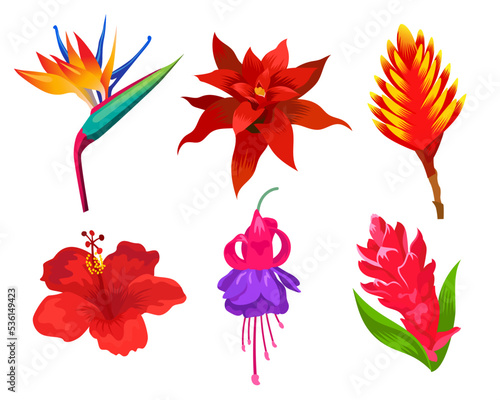 Exotic flowers vector illustrations set. Drawing collection of wild Hawaiian  Polynesian or Caribbean plants isolated on white background. Nature  summer  traveling  garden concept for floral design