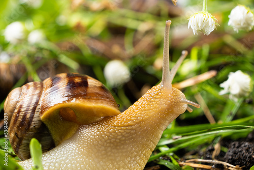 Helix pomatia large grape snail leisurely crawls on the grass among the white flowers