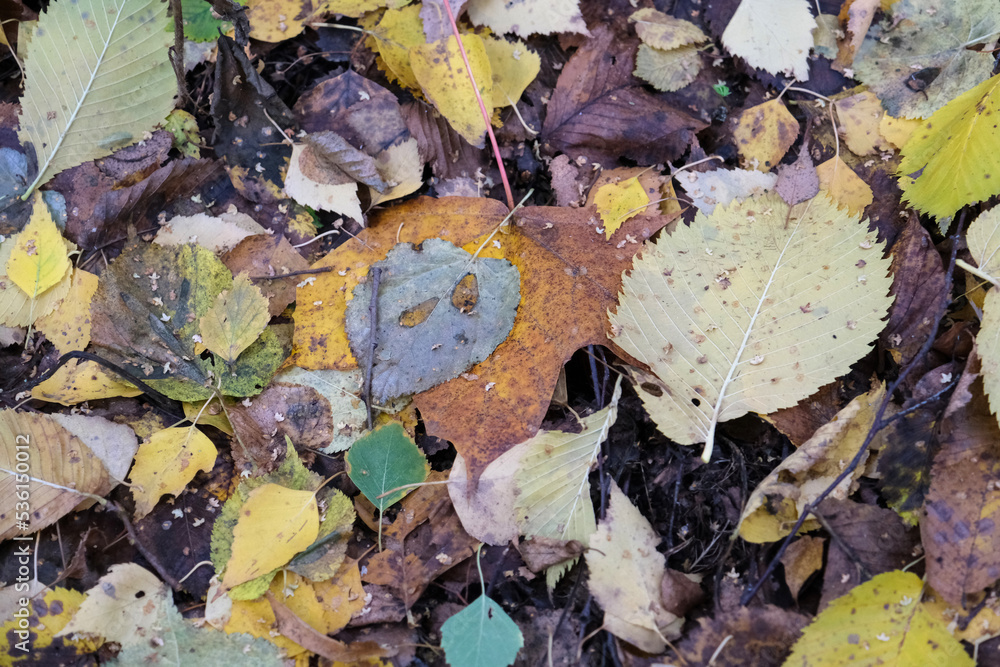 FALLEN LEAVES OF THE AUTUMN FOREST IN RUSSIA FALLEN LEAVES OF THE AUTUMN FOREST IN RUSSIA