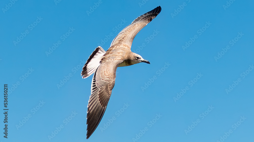 Fototapeta premium seagull in flight