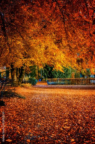 Herbstlaub 