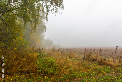 Field in the fog
