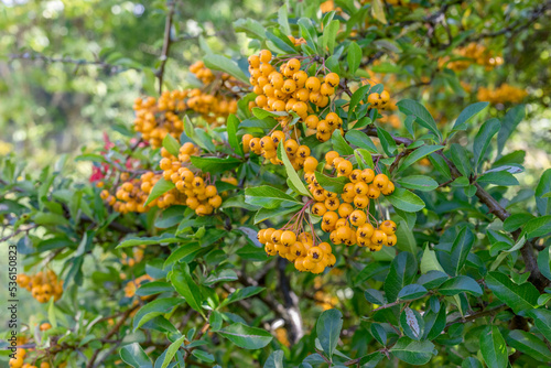 Berries ripen on the firethorn bush in autumn