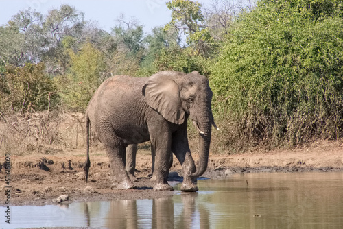 Elephant drinking water, Zambia