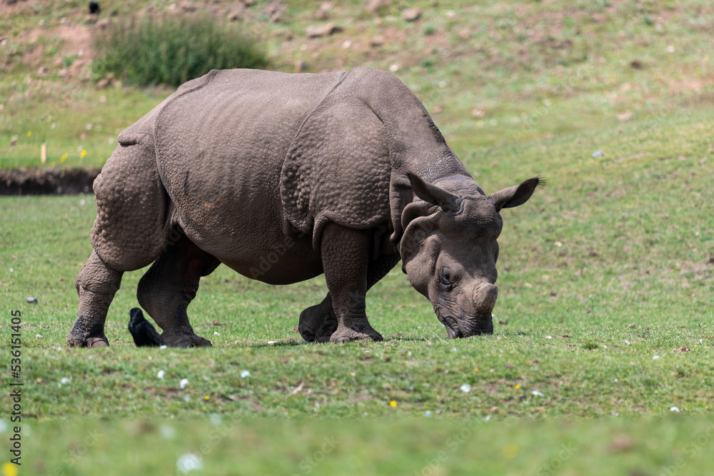 Close up of an Indian rhinoceros (rhinoceros unicornis) grazing Close up of an Indian rhinoceros (rhinoceros unicornis) grazing
