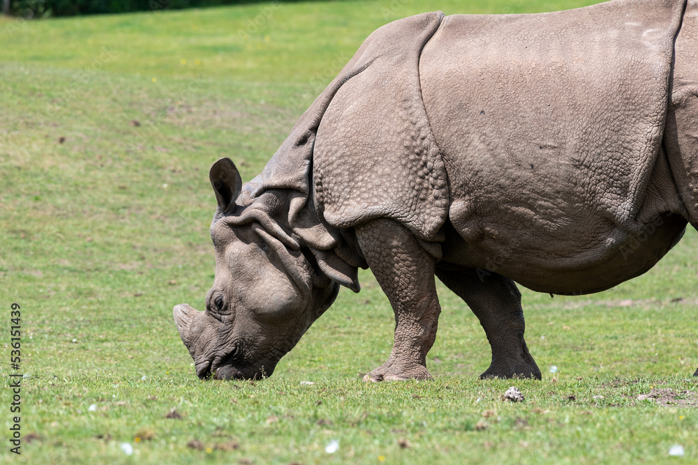 Close up of an Indian rhinoceros (rhinoceros unicornis) grazing Close up of an Indian rhinoceros (rhinoceros unicornis) grazing