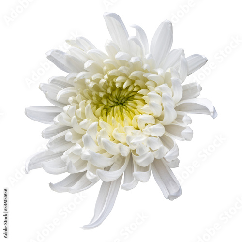 White chrysanthemum flower isolated on transparent background