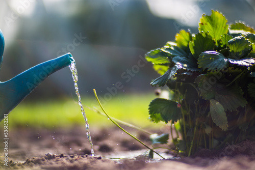 Watering vegetable plants on a plantation in the summer heat with a watering can. Gardening concept. Agriculture plants growing in bed row