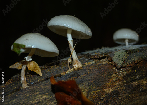 White, shiny mushrooms in the forest. Mushrooms that grow in the forest on the bark of trees. An autumn day spent in the forest. 
