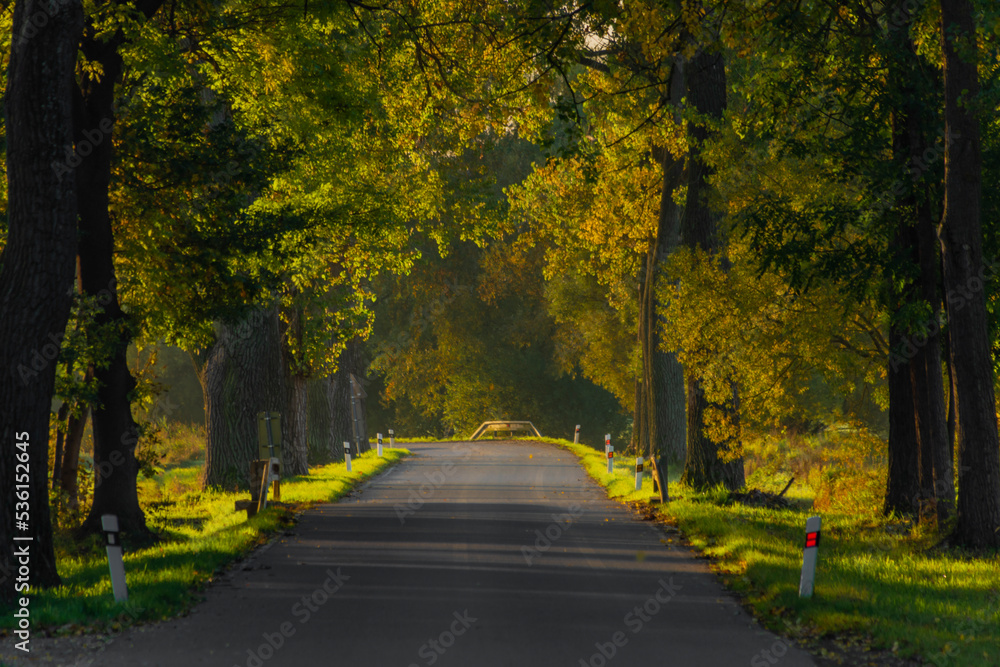 Fototapeta premium Road with tree alley near Bavorov town in south Bohemia in sunrise morning