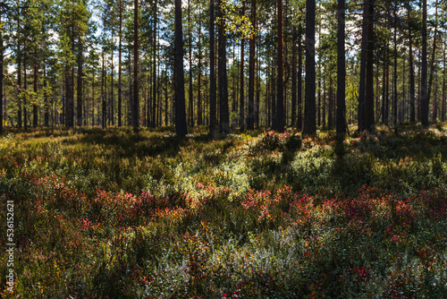 Red colors of autumn on forest floor in Finland