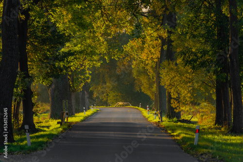 Road with tree alley near Bavorov town in south Bohemia in sunrise morning