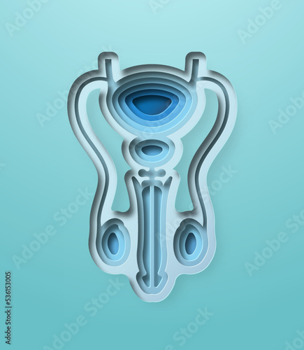 Realistic 3D paper cut human prostate illustration. Layered colorful reproductive male organ for medicine project. Men sexual health, cancer prevention or fertility concept.