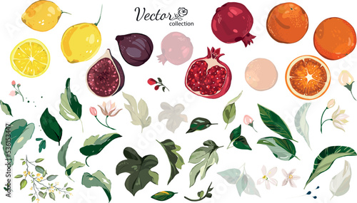 Fototapeta Naklejka Na Ścianę i Meble -  Vector set of fruits - pomegranate, fig, orange, lemon. Large bundle, hand drawn, watercolor style