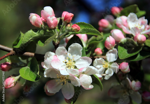 a flower on an apple tree in spring